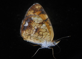 Pearl Crescent